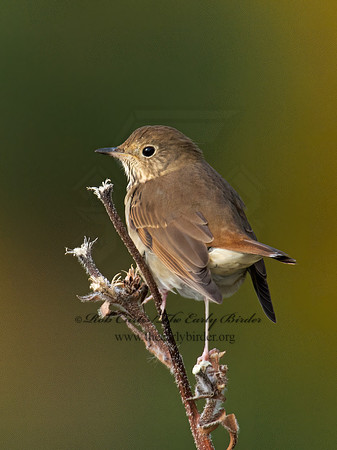 Catharus guttatus  HERMIT THRUSH 9005955z