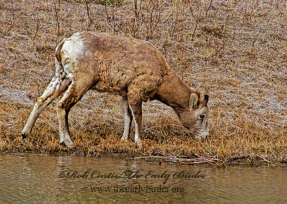 Ovis canadensis  BIGHORN SHEEP 223018z