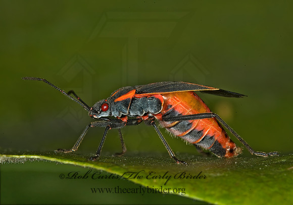 Boisea trivittata 5016639z