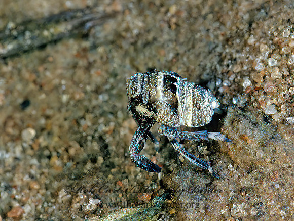 Phylloscelis  DICTYOPHARID PLANTHOPPER 169516z