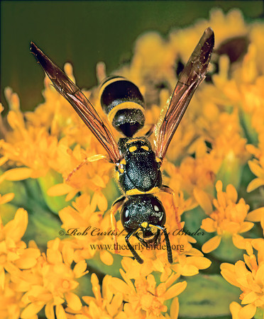 Ancistrocerus adiabatus 114431z