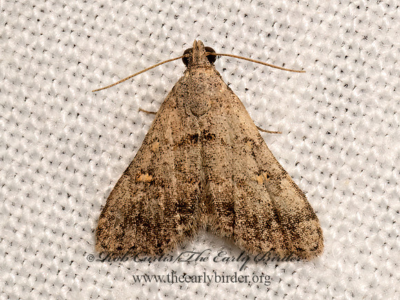 Bleptina  LITTER MOTH 3033301z