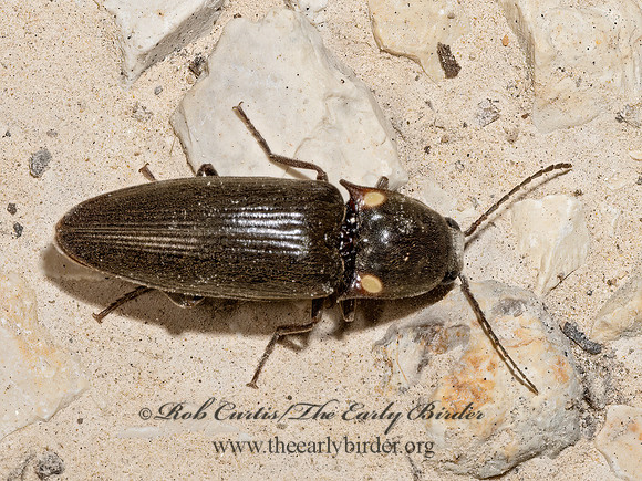 Deilelater physoderus  GLOWING CLICK BEETLE 3039256z