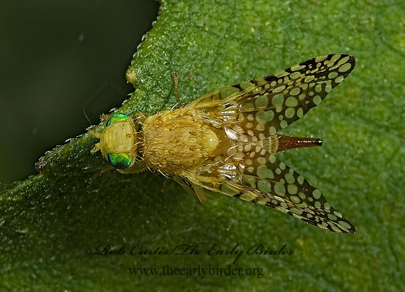 Euaresta aequalis FRUIT FLY 5001458z