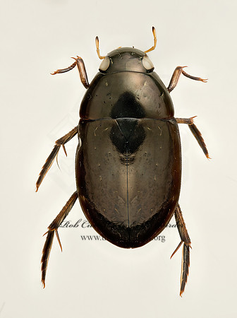 Tropisternus 9019912z