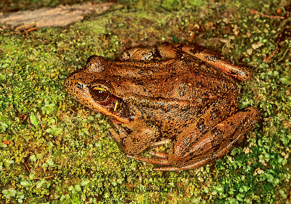 Rana aurora  NORTHERN RED-LEGGED FROG150523 z