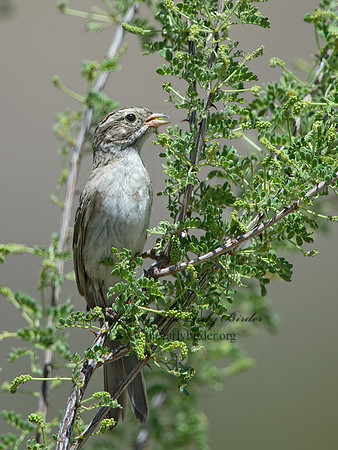 Spizella breweri  BREWER'S SPARROW 9056525z