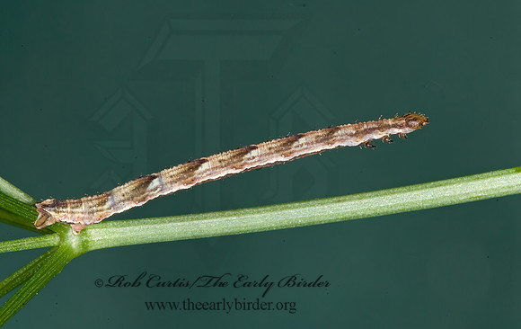 Eupithecia miserulata 6007642z