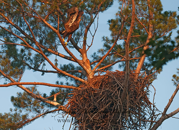 Haliaeetus leucocephalus  BALD EAGLE 3002839z