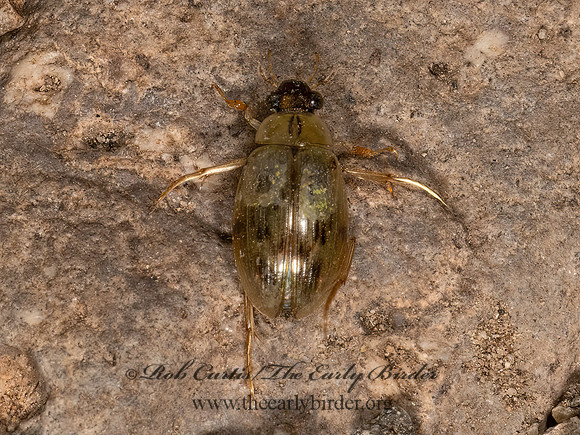 Berosus  WATER SCAVENGER BEETLE 3037990z