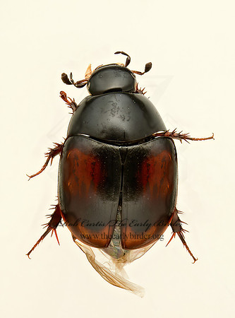 Sphaeridium bipustulatum 9019575z