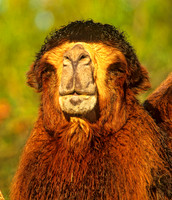Camelus bactriaus  BACTRIAN CAMEL 160102z
