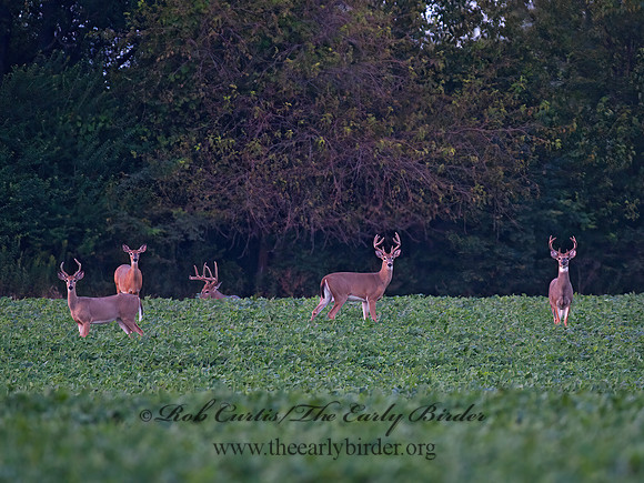 Odocoileus virginianus  WHITE-TAILED DEER  8023216z