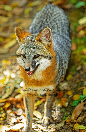 Urocyon cineroargentatus  GRAY FOX  309220z