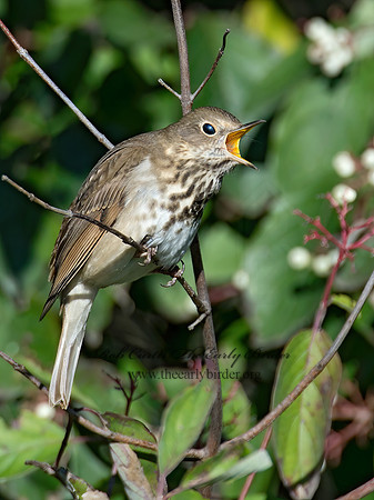 Catharus guttatus  HERMIT THRUSH 9015493z