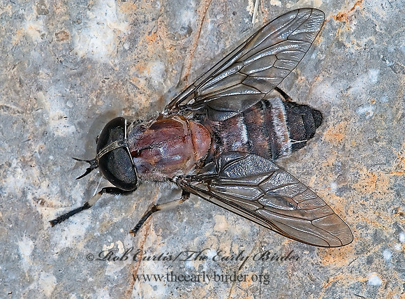 Leucotabanus ambiguus HORSE FLY 7009588z