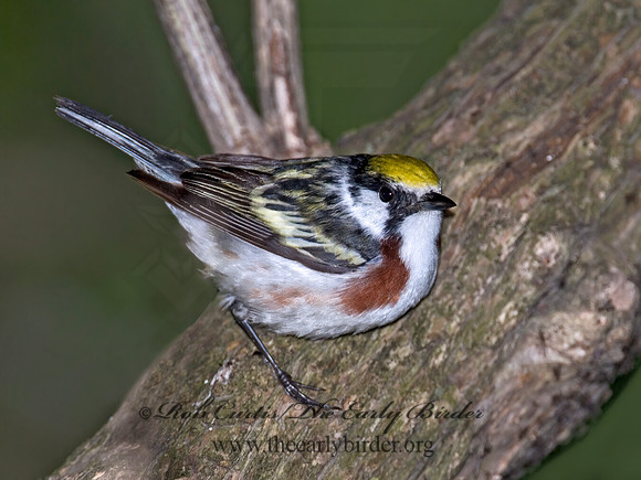 Setophaga pennsylvanica  CHESTNUT-SIDED WARBLER 6006349z