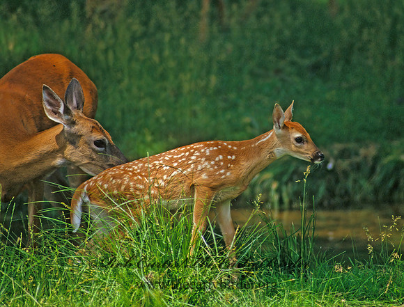 Odocoileus virginianus  WHITE-TAILED DEER 96320z