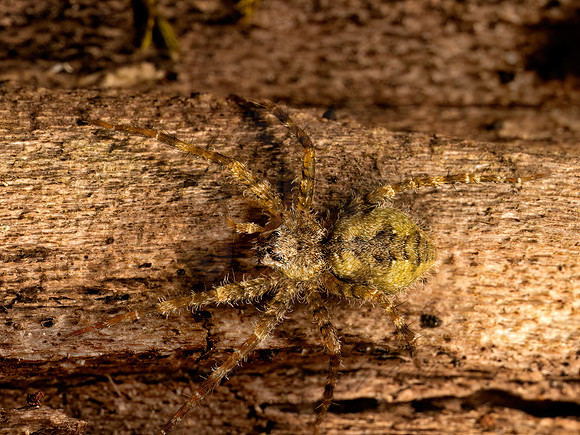 Dolomedes albineus  WHITEBANDED FISHING SPIDER 9087108z