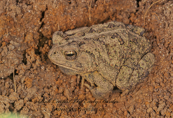 Anaxyrus americanus  AMERICAN TOAD 175215 z