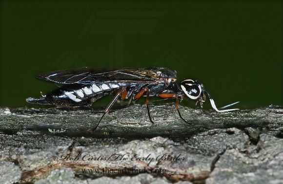 Xiphydria maculata 5008099z