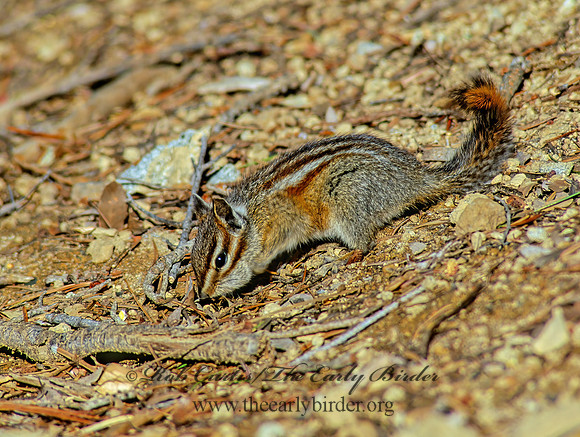 Neotamias amoenus  YELLOW PINE CHIPMUNK 112235z