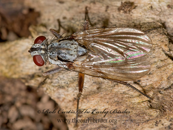 Allognota semivitta~  SOLDIER FLY~ 9014791z