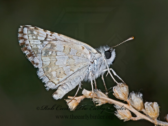 Burnsius communis  COMMON CHECKERED SKIPPER  7009923z