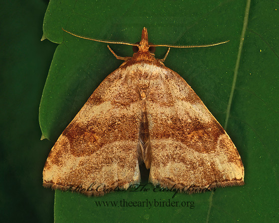 Oxycilla malaca BENT-LINE TAN MOTH 170210 z