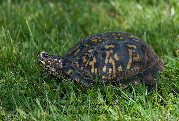 Terrapene carolina carolina  EASTERN BOX TURTLE 6003715 z