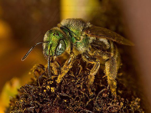 Agapostemon virescens  BICOLORED AGAPOSTEMON 9026170 z