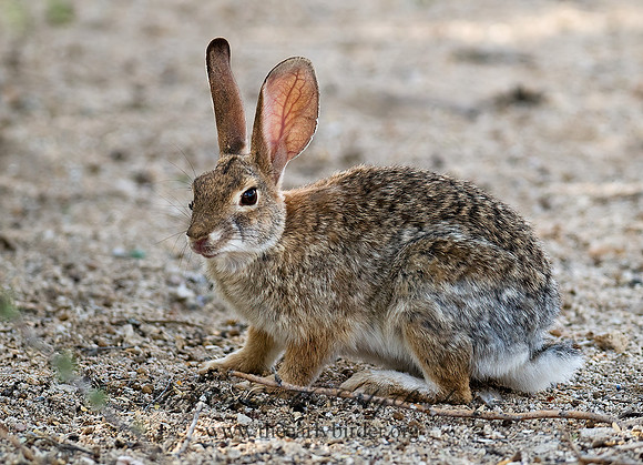 Sylvilagus auduboni  DESERT COTTONTAIL 6024758z