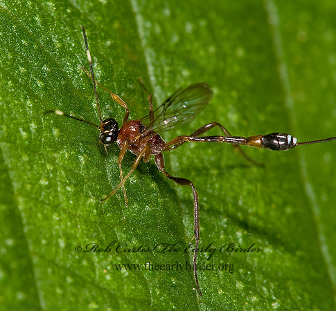 Anomalon picticornis 8007914z