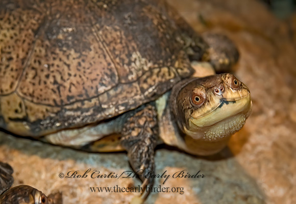 Emydoidea blanding  BLANDING'S TURTLE 5011118z