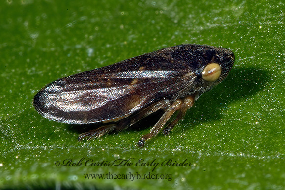 Philaenus spumarius  MEADOW SPITTLEBUG 4002423_1z