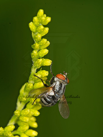 Gymnoclytia occidua  TACHINID FLY  9040669z