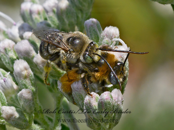 Melissodes druriellus DRURY'S LONG-HORNED BEE 9064316a