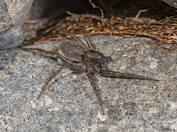 Pardosa  WOLF SPIDER 3024187