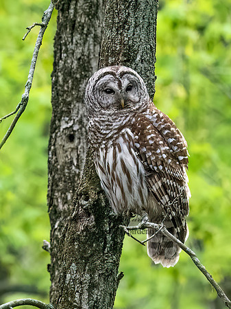 Strix varia  BARRED OWL 9068496z