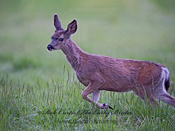 Odocoileus hemionus californicus  CALIFORNIA MULE DEER 9058742z