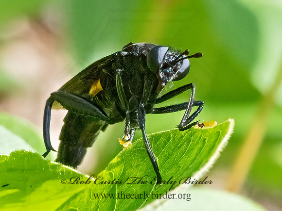 Mydas clavatus  MYDAS FLY 3022461z