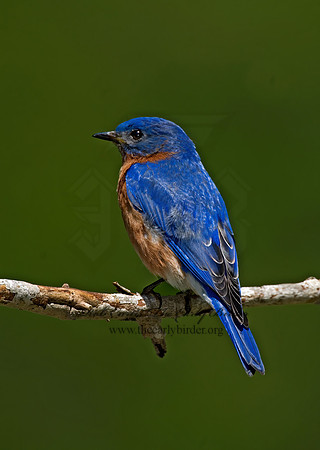Sialia sialis  EASTERN BLUEBIRD 6003825z