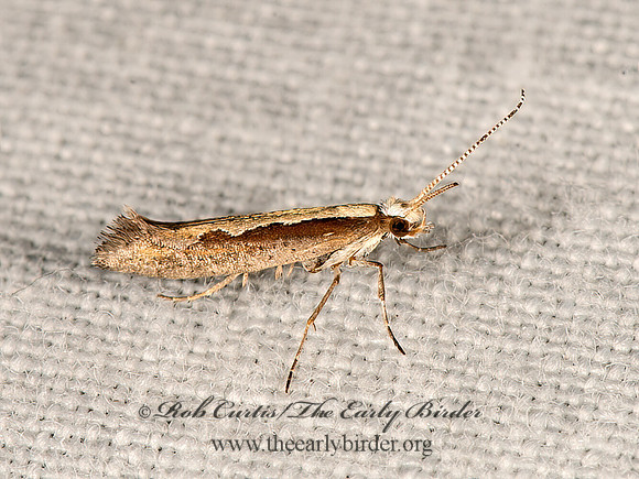 Plutella xylostella  DIAMONDBACK MOTH 9066707z