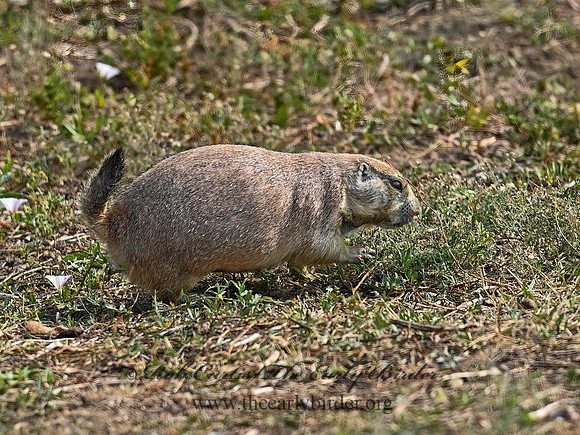 Cynomys ludovicianus  BLACK-TAILED PRAIRIE DOG 6036674z