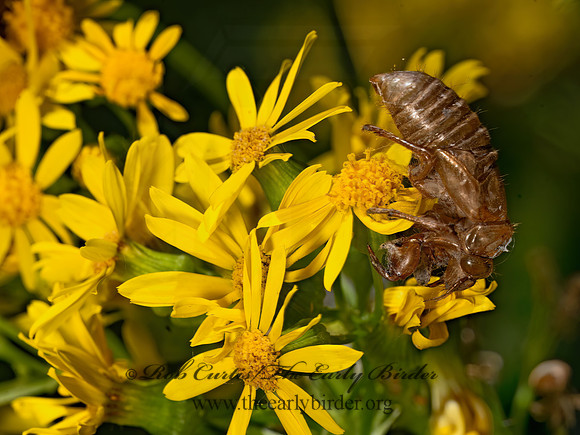 Magicicada cassinii CASSINI'S 17-YEAR CICADA 3043613z
