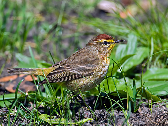 Setophaga palmarum  PALM WARBLER 4000387z