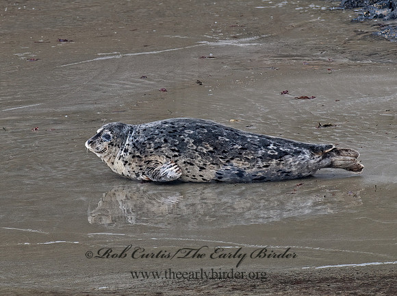 Phoca vitulina  HARBOR SEAL 7017334z