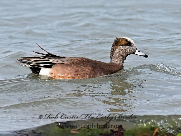 Mareca americana AMERICAN WIGEON 3048262z