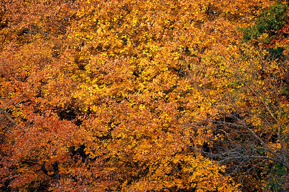 Edgerton area  FALL COLORS 8024265z