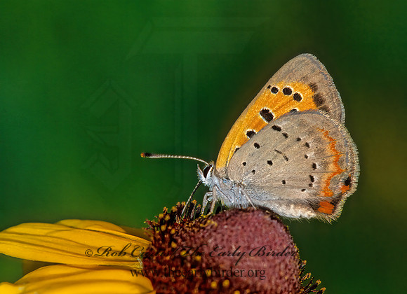 Lycaena phlaeas  AMERICAN COPPER 42125z